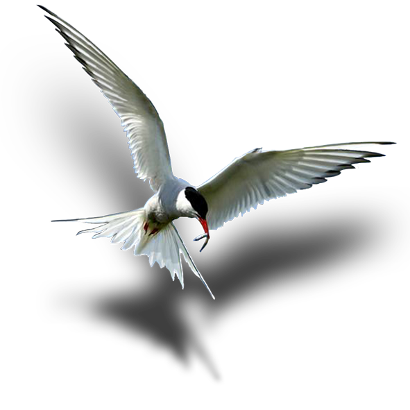 Game Fishing Club of South Australia